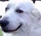 33323