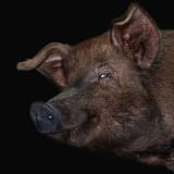 sly pig