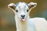 images goat
