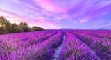 Lavender growing