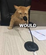 would-cat
