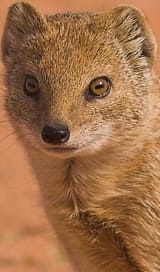 mongooseportrait