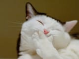 Cat laughing at niggers falling down LMAO why are you reading the file names on this thread you stupid nigger faggot