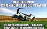 osprey