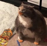 1724083704002631