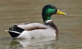 Mallard+Duck+1-582743961