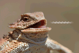 bearded_dragon_hehehe_gif