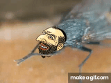 jewish_fly_jews_are_parasites_gif