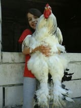 brahma_and_child_525x700