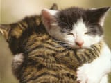 cat hug