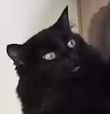 KOTFACEISMYFACEWHEN