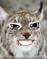 coomer cat