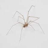 cellar_spider
