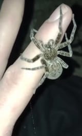 dolomedes