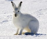Arctic-Hare-C