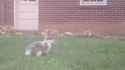 rabbit on yard_thumb.jpg