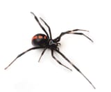 black-widow-spider1