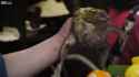 Frog_thumb.jpg