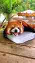 red_hot_panda__thumb.jpg