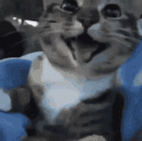 happy-cat
