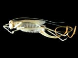 Spinochordodes_in_Meconema