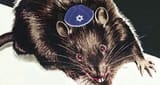 Rat Faced jew