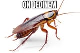ON_DEDINUM 