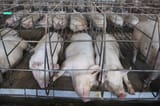 mother_pigs_on_factory_farm