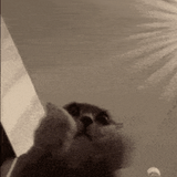 catapplause