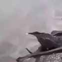 Baiting Bird_thumb.jpg