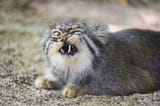 CURRENTSBLOG_Cat_2