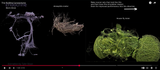 is_evolution_true_shut_it_and_create_a_brain_in_software