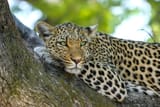 leopard-515509-1920_ver_1