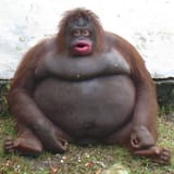 nigapezzz
