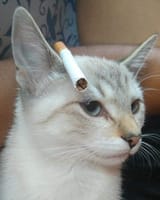 cat cig