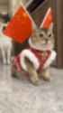 nat_1728384787273372_thumb.jpg