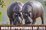 Screenshot 2025-06-19 at 11-10-34 hippo at DuckDuckGo
