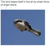 birb