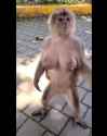 monkey tits_thumb.jpg