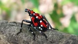 spotted-lanternfly-web