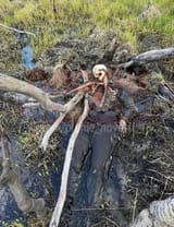 zigger skeleton