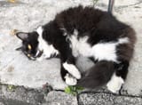 neighbourhood koshka
