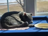 fancyfeastprincess