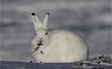 killer bun eating a twig