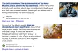 cats and dogs