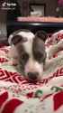 pitbull smiling_thumb.jpg