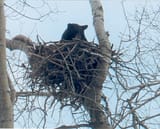 Bear nest