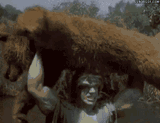 bear tossed