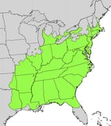 Sassafras_albidum_range_map