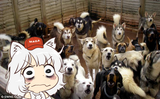 awoo lessons3